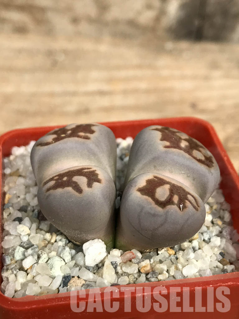 SHPR6650 Lithops julii ‘Kikushogiyoku’ hybrid, 2 heads - Image 2
