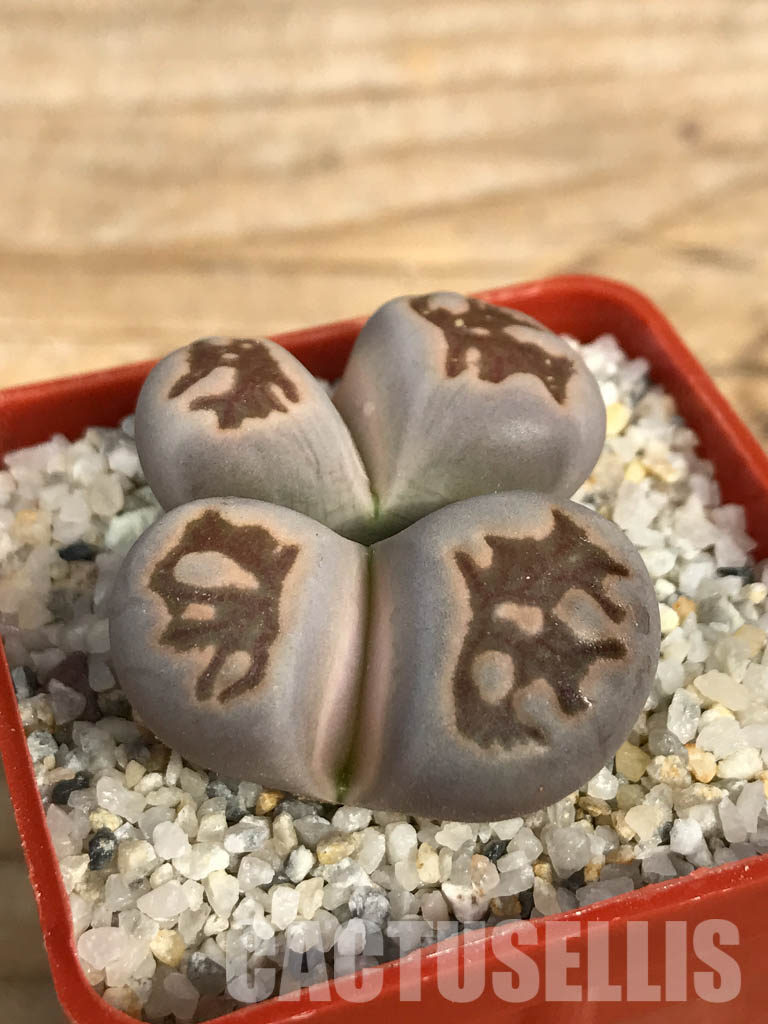 SHPR6650 Lithops julii ‘Kikushogiyoku’ hybrid, 2 heads - Image 3
