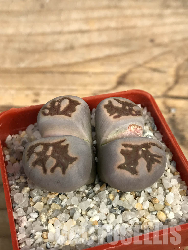 SHPR6650 Lithops julii ‘Kikushogiyoku’ hybrid, 2 heads - Image 4