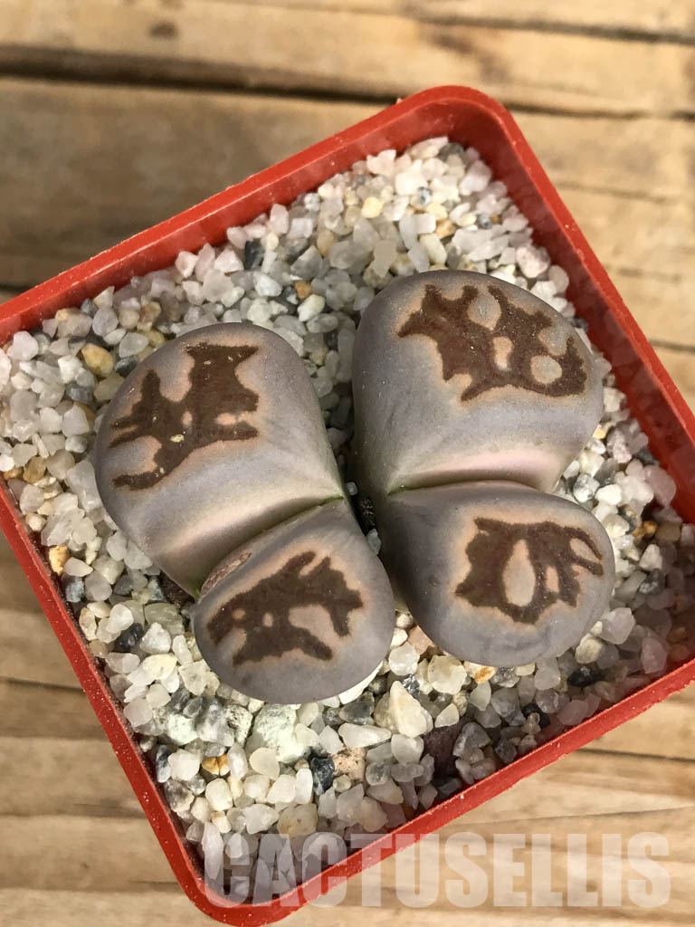 SHPR6650 Lithops julii ‘Kikushogiyoku’ hybrid, 2 heads