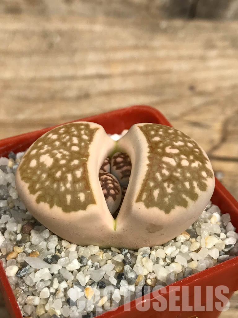 SHPR6651 Lithops julii ‘Kikushogiyoku’ hybrid - immagine 2