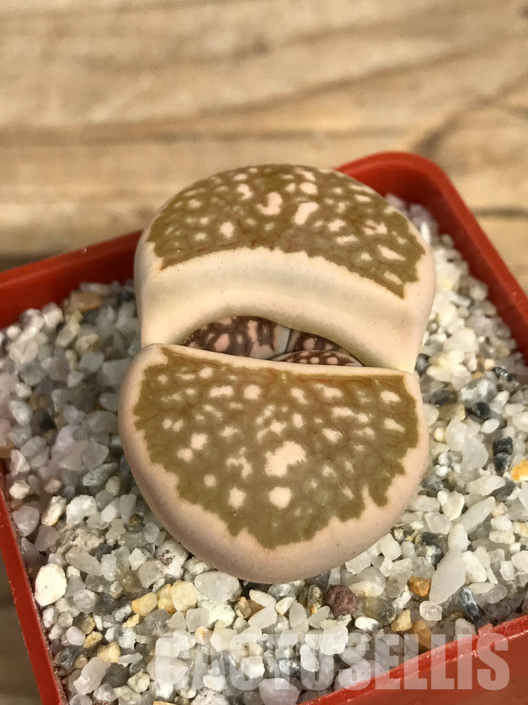 SHPR6651 Lithops julii ‘Kikushogiyoku’ hybrid - immagine 3