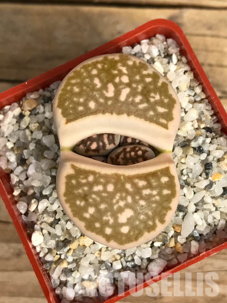 SHPR6651 Lithops julii ‘Kikushogiyoku’ hybrid