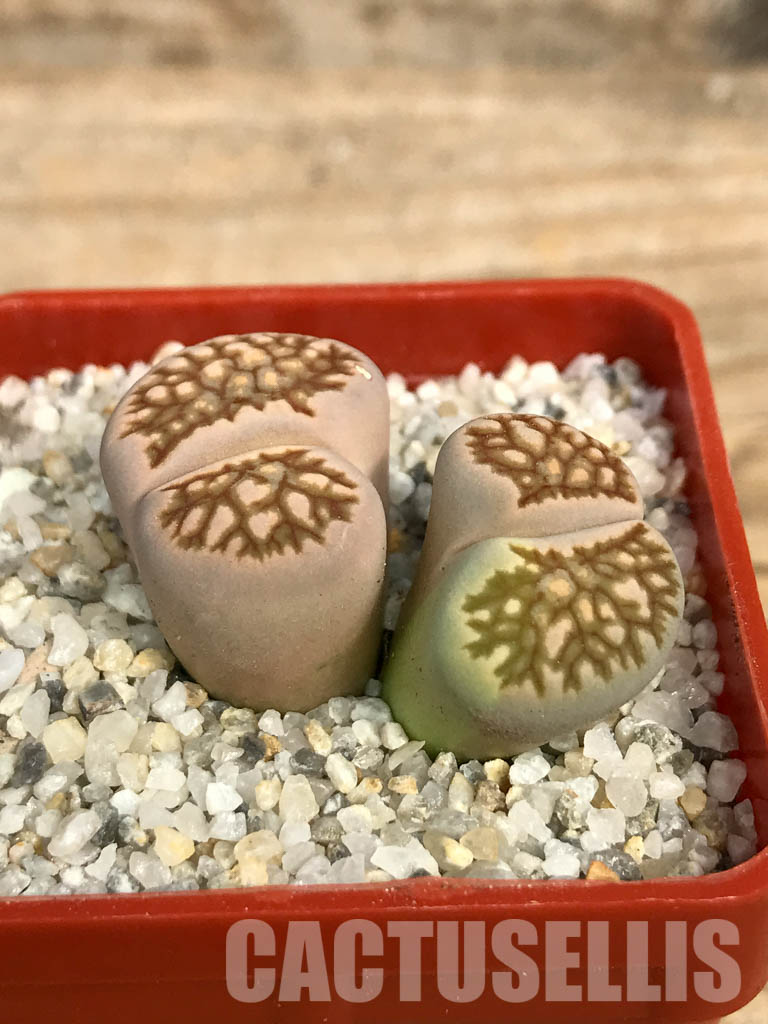 SHPR6652 Lithops julii ‘Kikushogiyoku’ hybrid, 2 heads - immagine 2