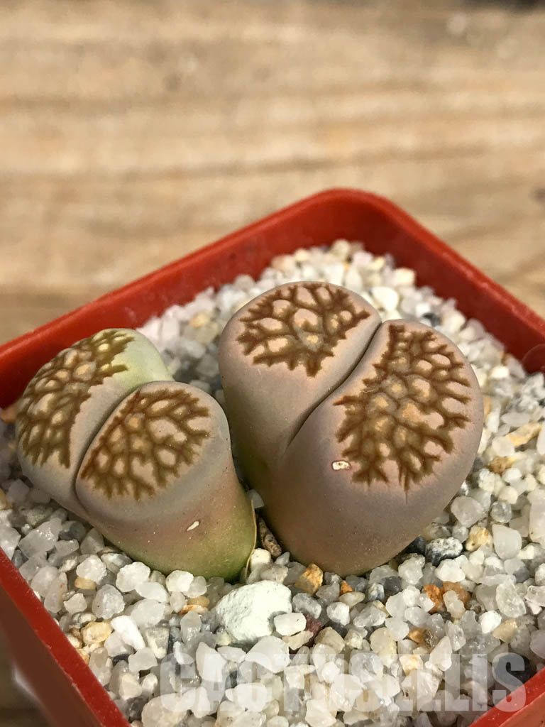 SHPR6652 Lithops julii ‘Kikushogiyoku’ hybrid, 2 heads - immagine 3