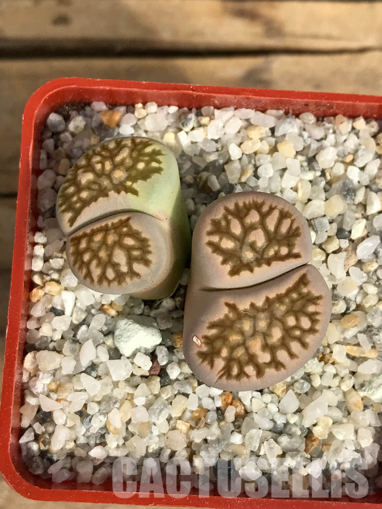 SHPR6652 Lithops julii ‘Kikushogiyoku’ hybrid, 2 heads