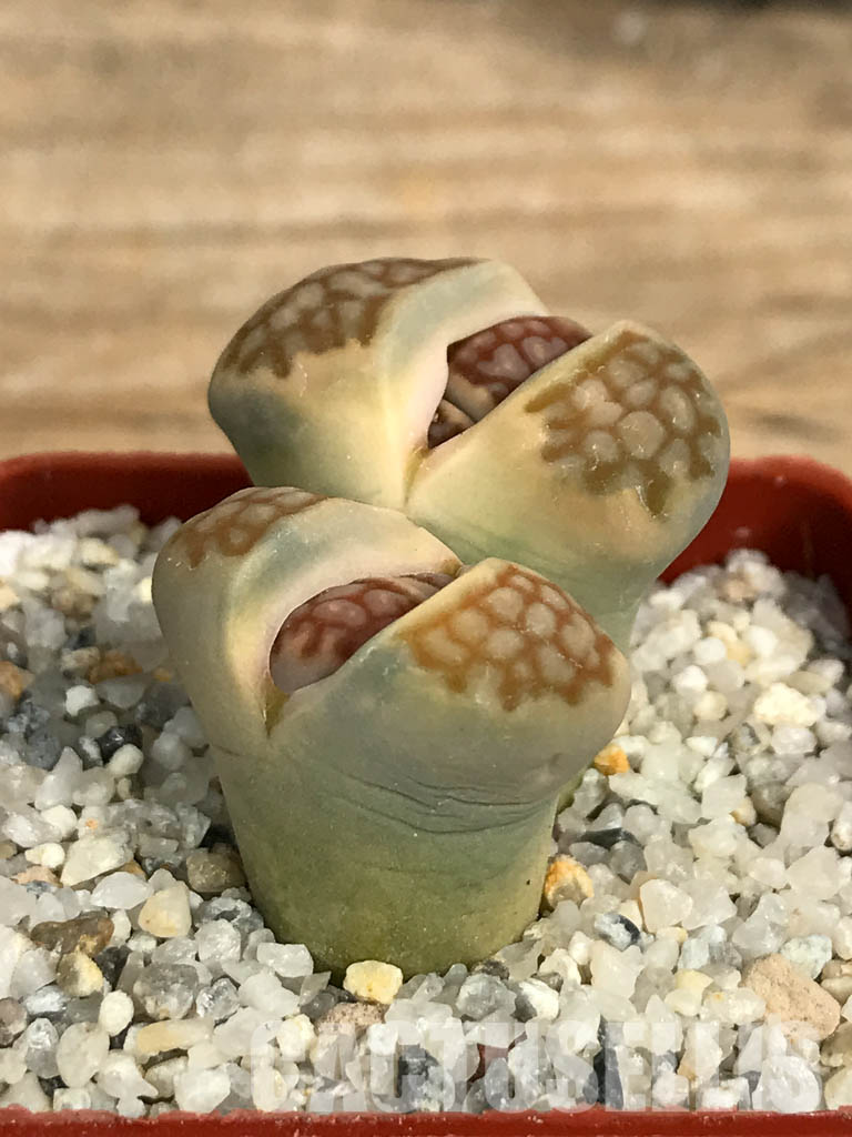 SHPR6655 Lithops julii ‘Kikushogiyoku’ hybrid, 2 heads - immagine 2