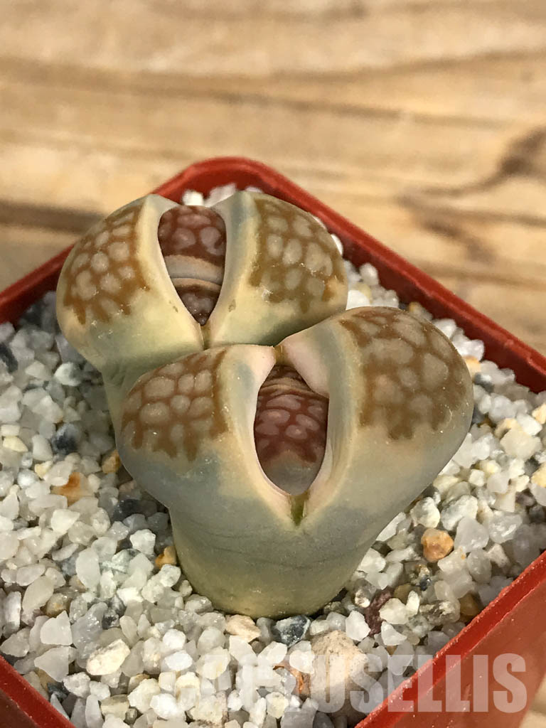 SHPR6655 Lithops julii ‘Kikushogiyoku’ hybrid, 2 heads - immagine 3
