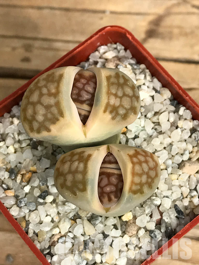 SHPR6655 Lithops julii ‘Kikushogiyoku’ hybrid, 2 heads