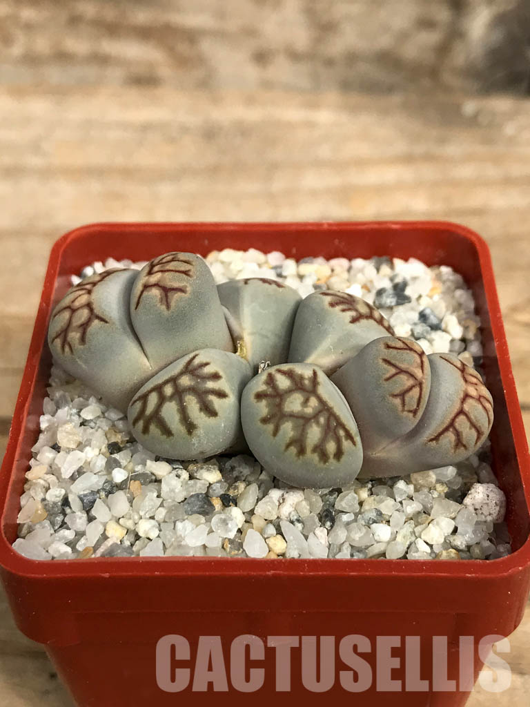 SHPR6656 Lithops julii ‘Kikushogiyoku’ hybrid, 2 heads - Image 2