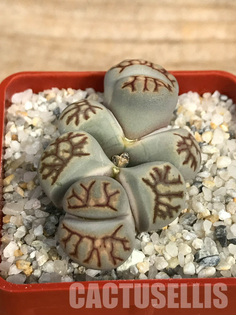 SHPR6656 Lithops julii ‘Kikushogiyoku’ hybrid, 2 heads - Image 3