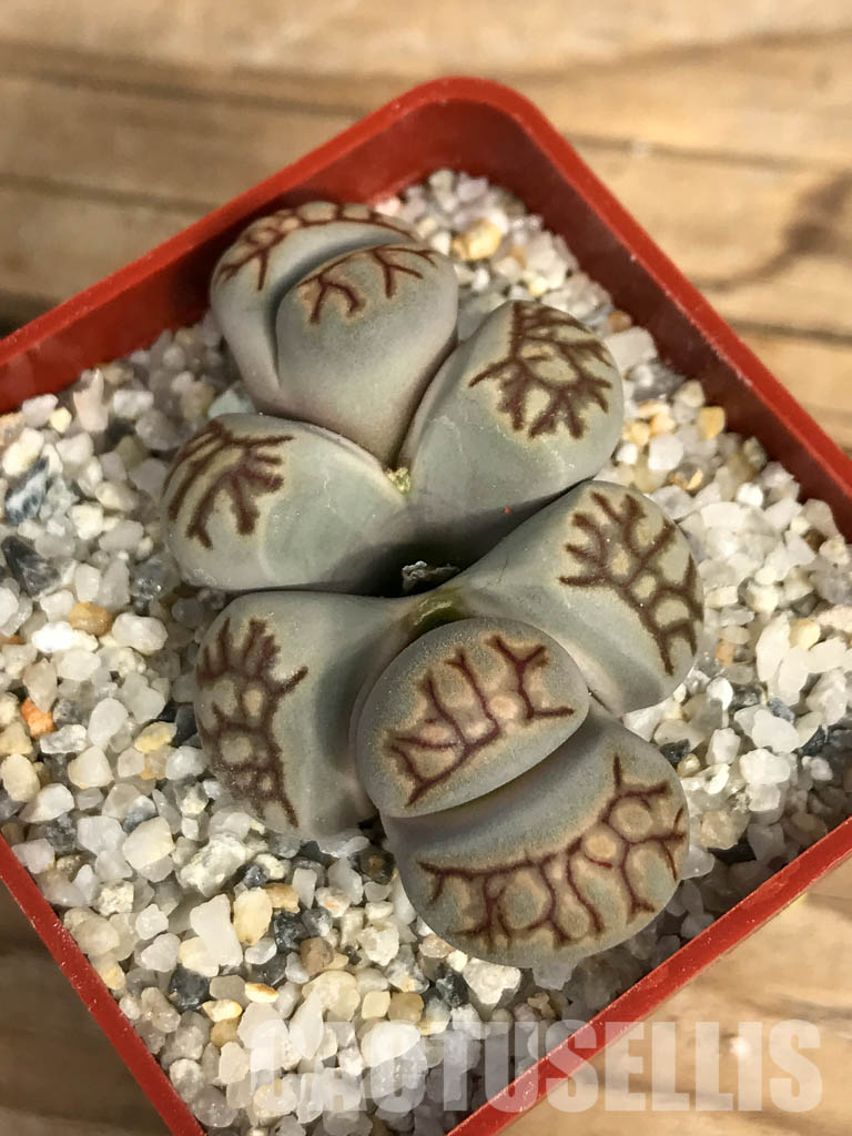 SHPR6656 Lithops julii ‘Kikushogiyoku’ hybrid, 2 heads