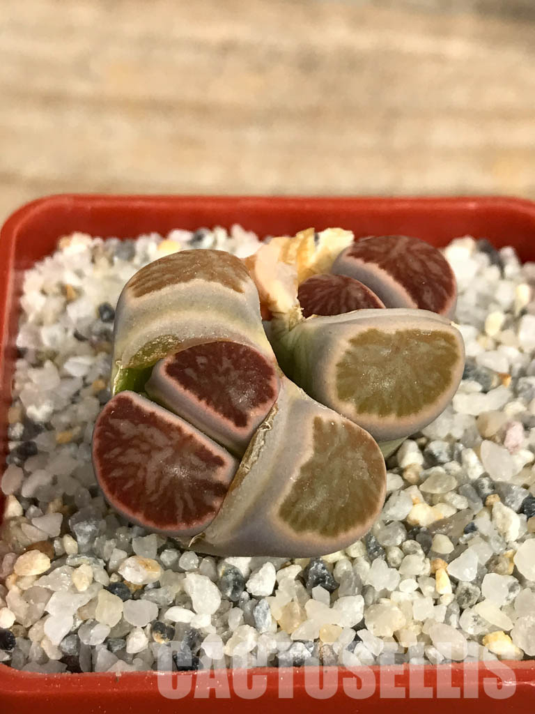 SHPR6661 Lithops julii ‘Kikushogiyoku’ hybrid, 2 heads - Image 2