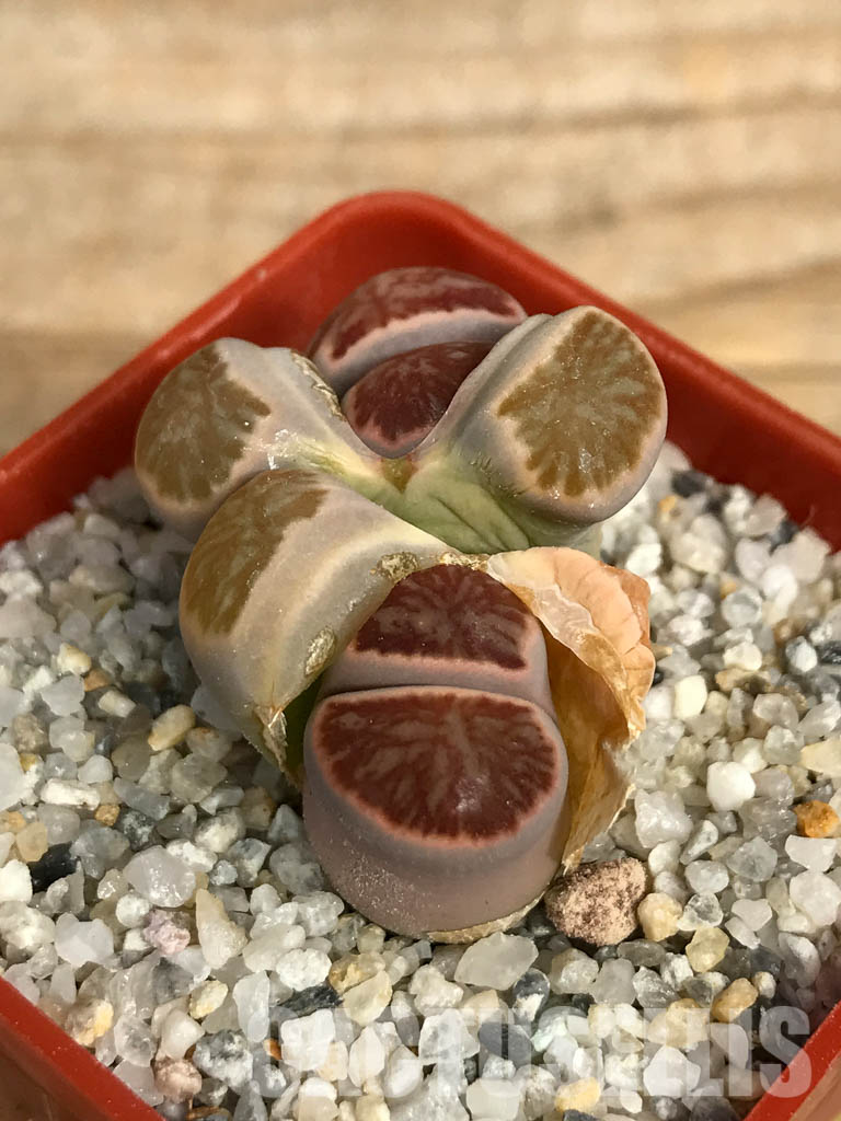SHPR6661 Lithops julii ‘Kikushogiyoku’ hybrid, 2 heads - Image 3