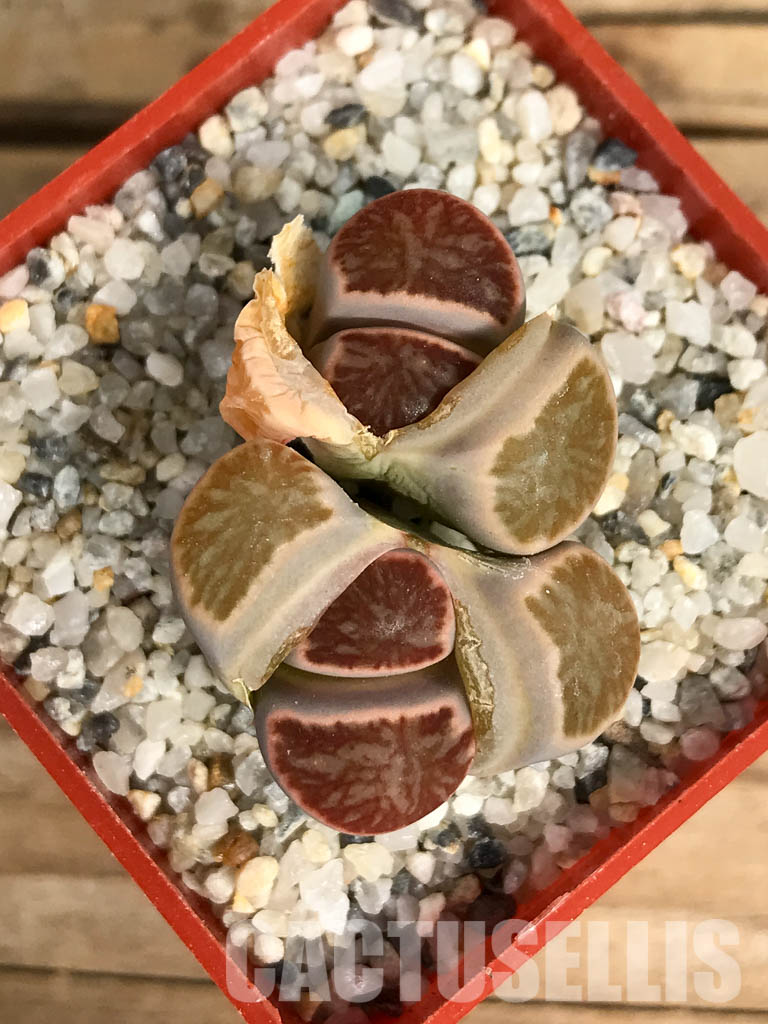 SHPR6661 Lithops julii ‘Kikushogiyoku’ hybrid, 2 heads