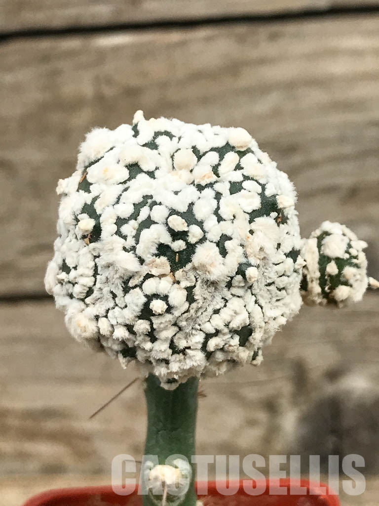 SHPR6666 Astrophytum asterias cv. Superkabuto "SNOW TYPE" - Image 2