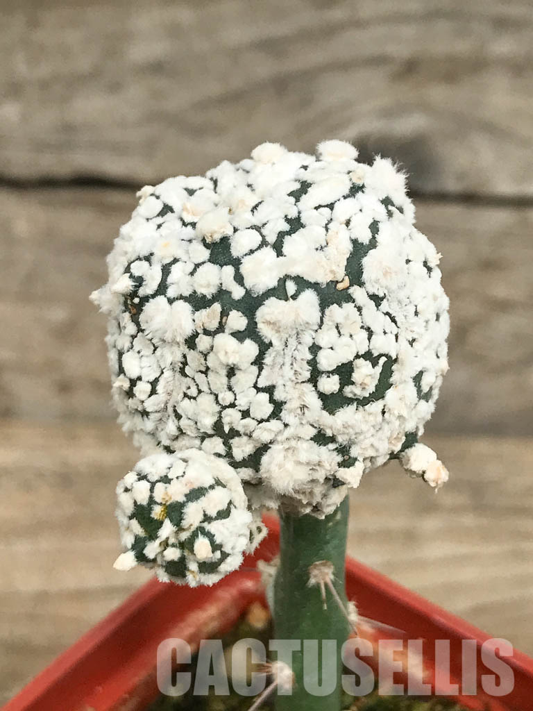 SHPR6666 Astrophytum asterias cv. Superkabuto "SNOW TYPE" - Image 3