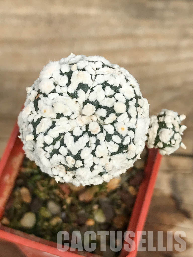 SHPR6666 Astrophytum asterias cv. Superkabuto "SNOW TYPE"