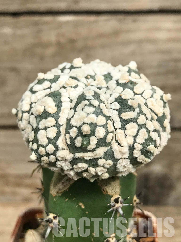 SHPR6667 Astrophytum Asterias cv. Super Kabuto x Kikko - immagine 2