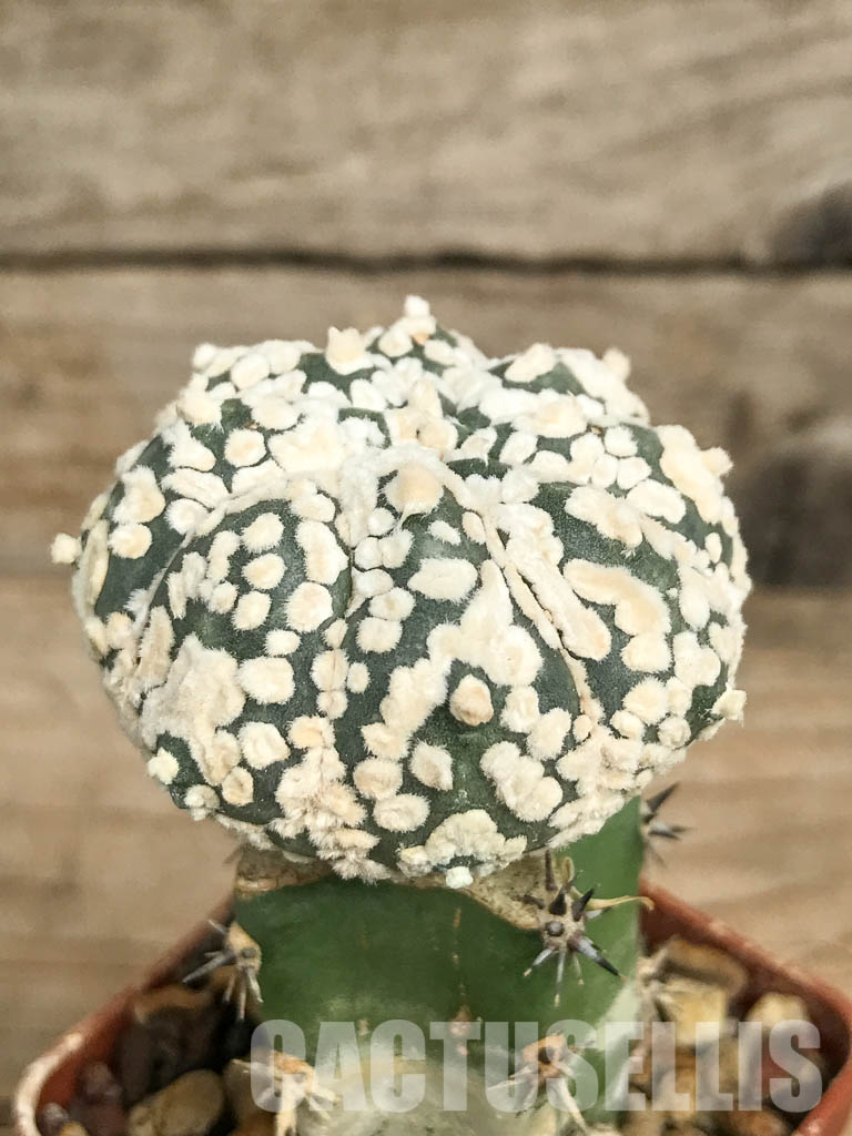 SHPR6667 Astrophytum Asterias cv. Super Kabuto x Kikko - immagine 3