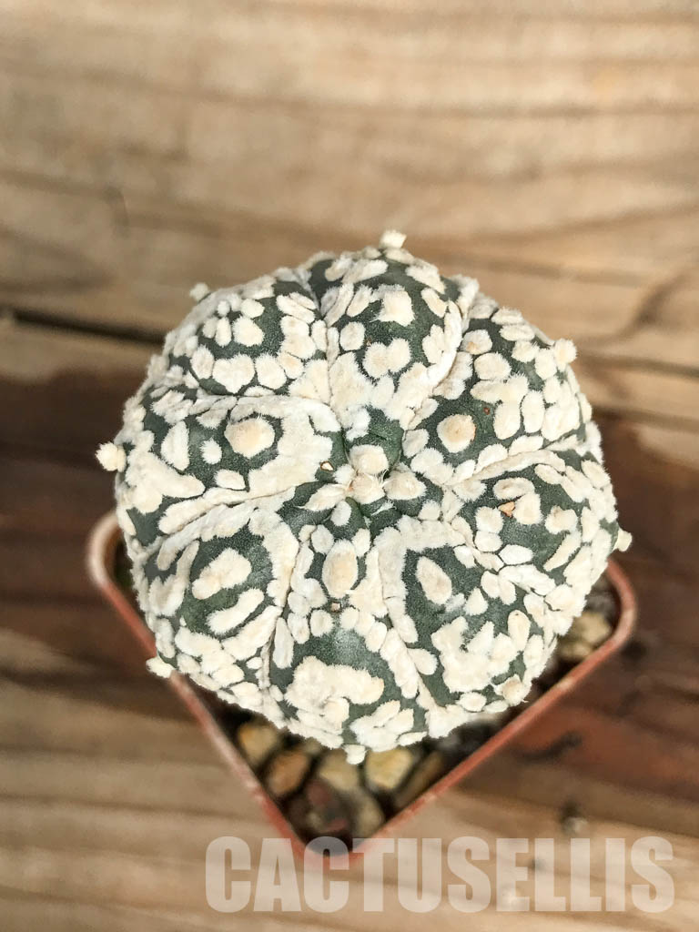 SHPR6667 Astrophytum Asterias cv. Super Kabuto x Kikko