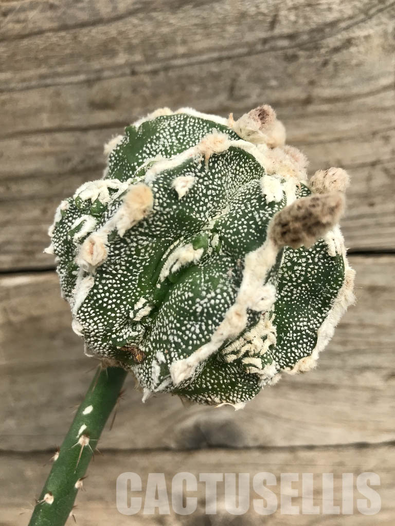 SHPR6672 Astrophytum myriostigma cv. Hakujo Fukuryu - Image 2