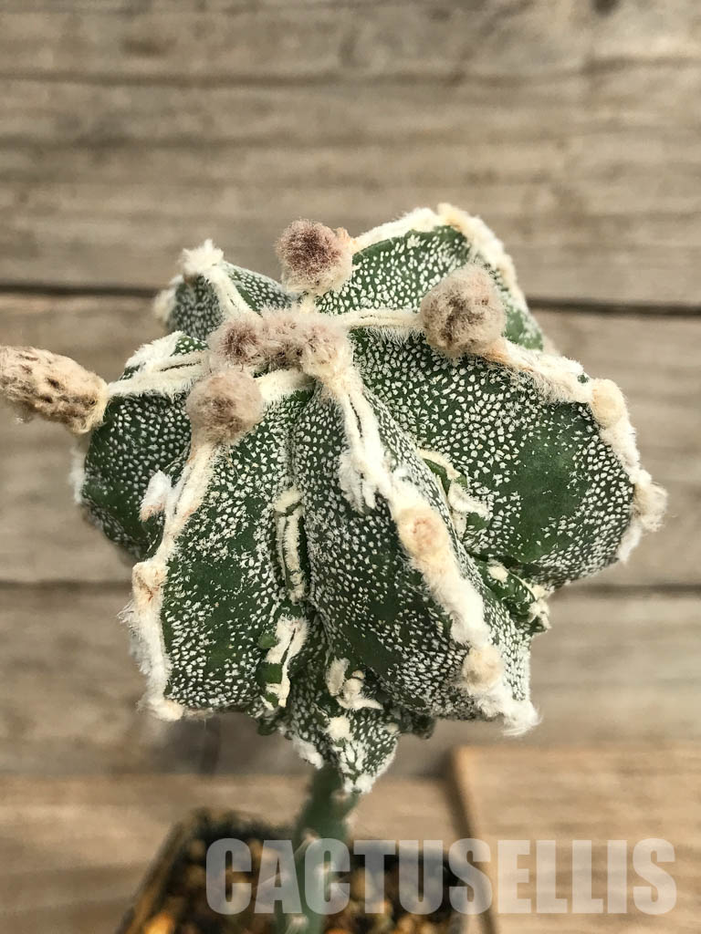 SHPR6672 Astrophytum myriostigma cv. Hakujo Fukuryu - Image 3