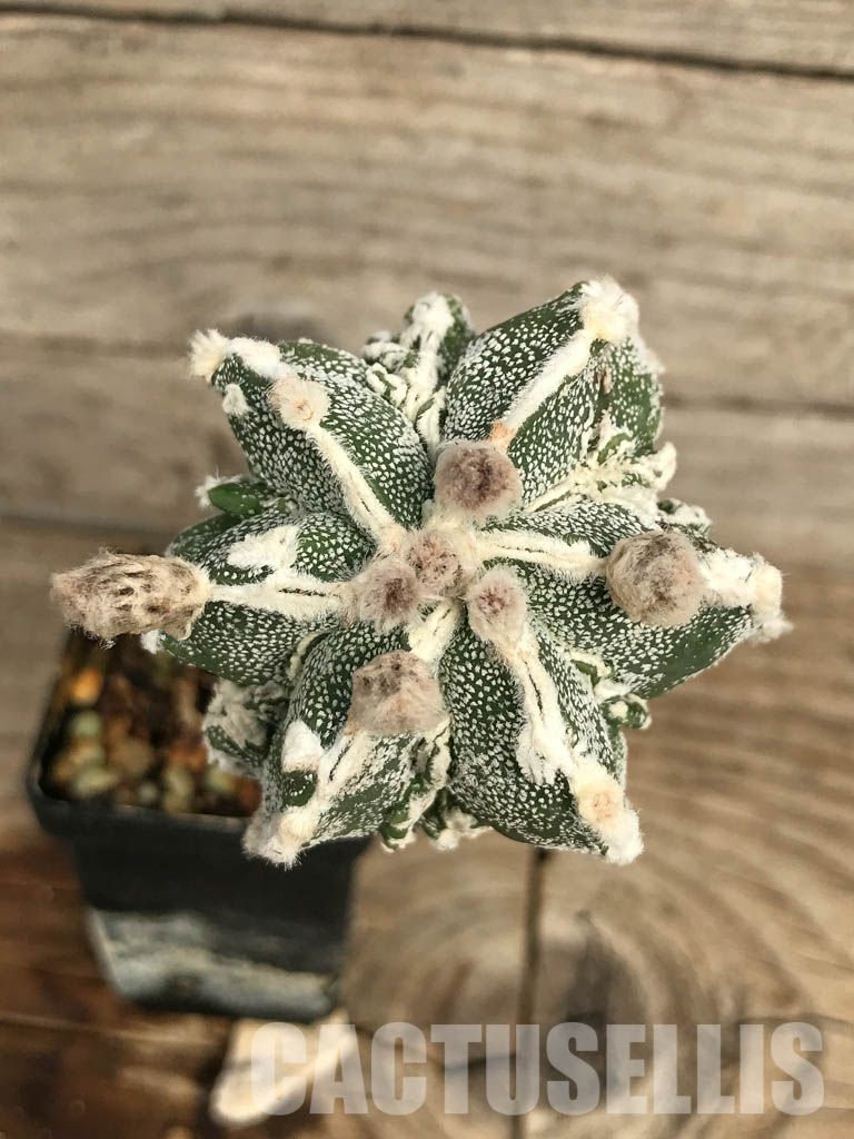 SHPR6672 Astrophytum myriostigma cv. Hakujo Fukuryu