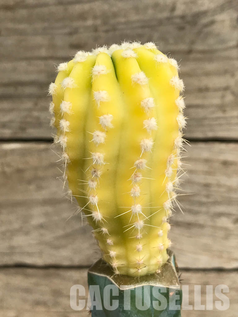 SHPR6675 Echinopsis subdenudata f. variegata