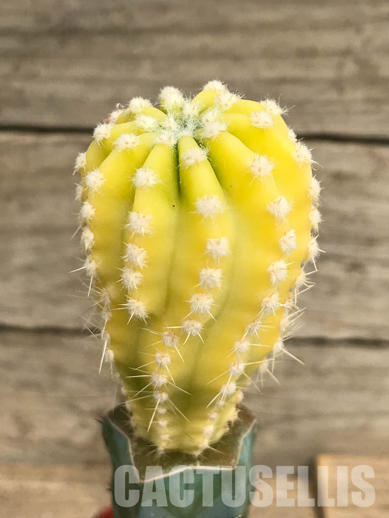 SHPR6675 Echinopsis subdenudata f. variegata - Image 3
