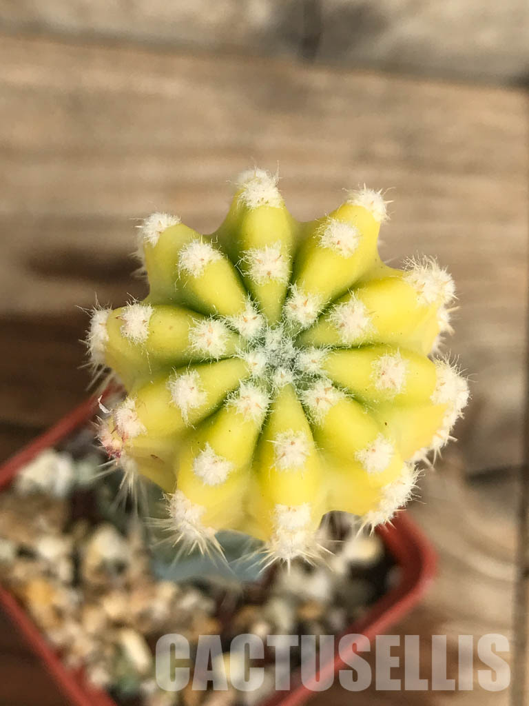 SHPR6675 Echinopsis subdenudata f. variegata - Image 4