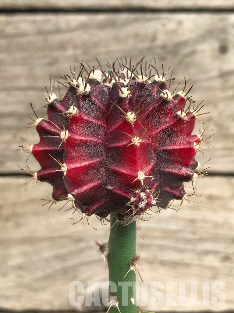 SHPR6677 Gymnocalycium mihanovichii f. variegated - Image 2