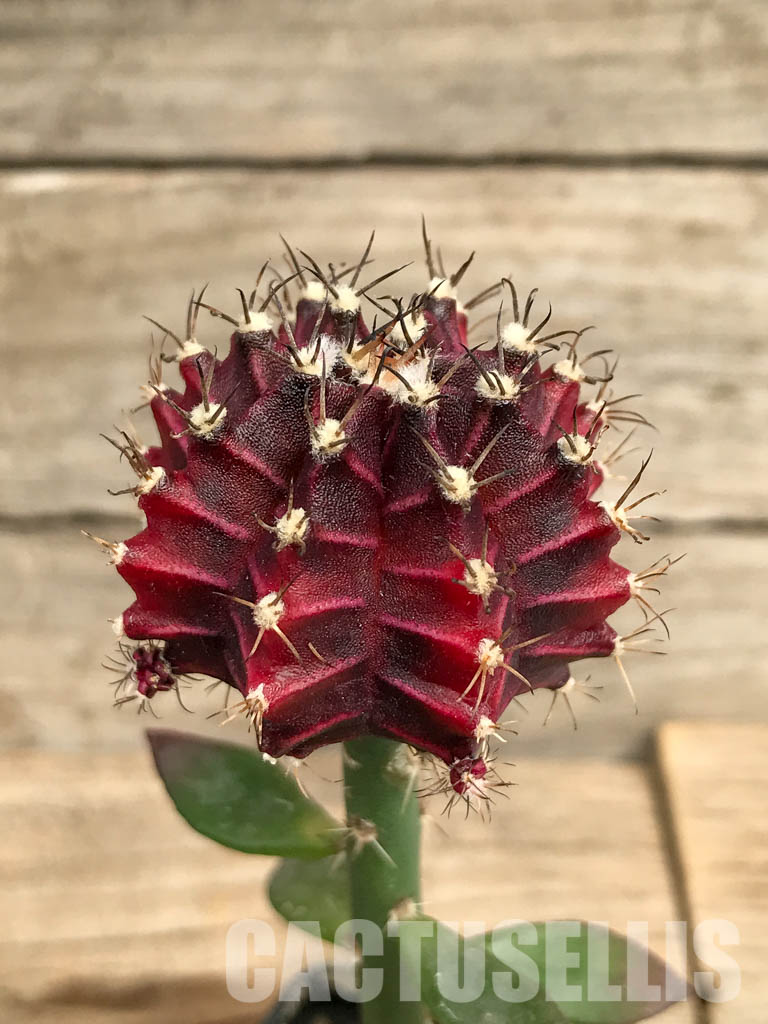 SHPR6677 Gymnocalycium mihanovichii f. variegated
