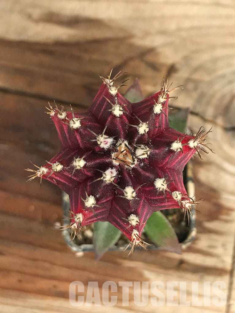 SHPR6677 Gymnocalycium mihanovichii f. variegated - Image 4