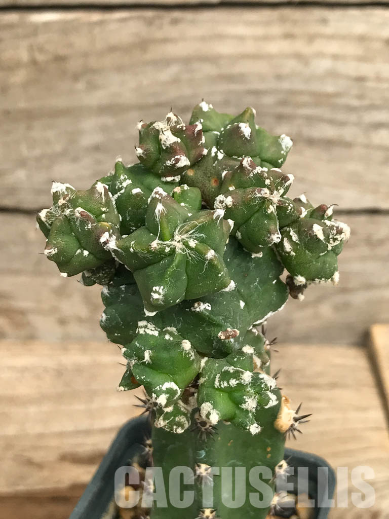 SHPR6679 Astrophytum myriostigma kikko v. nudum f. prolifera - Зображення 2