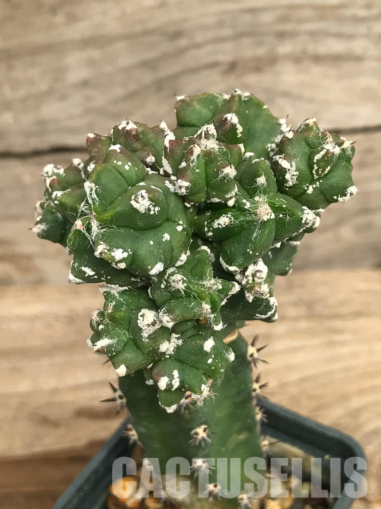 SHPR6679 Astrophytum myriostigma kikko v. nudum f. prolifera