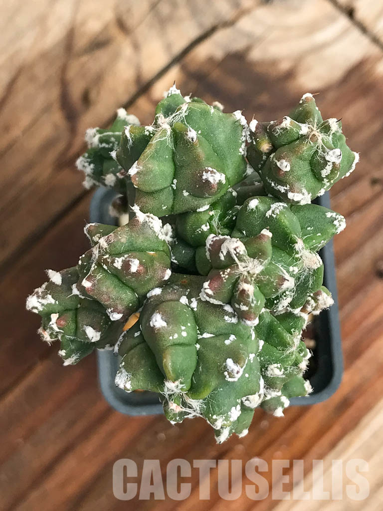 SHPR6679 Astrophytum myriostigma kikko v. nudum f. prolifera - Зображення 4