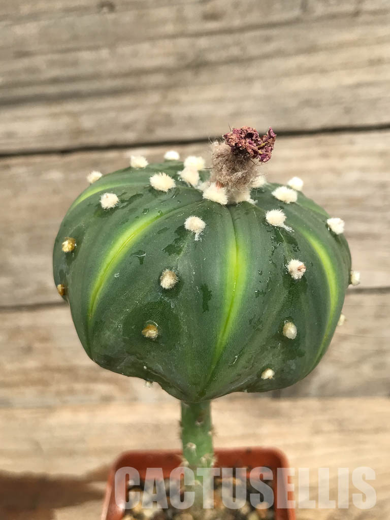 SHPR6682 Astrophytum Asterias "Akabana", red flowers - Image 2