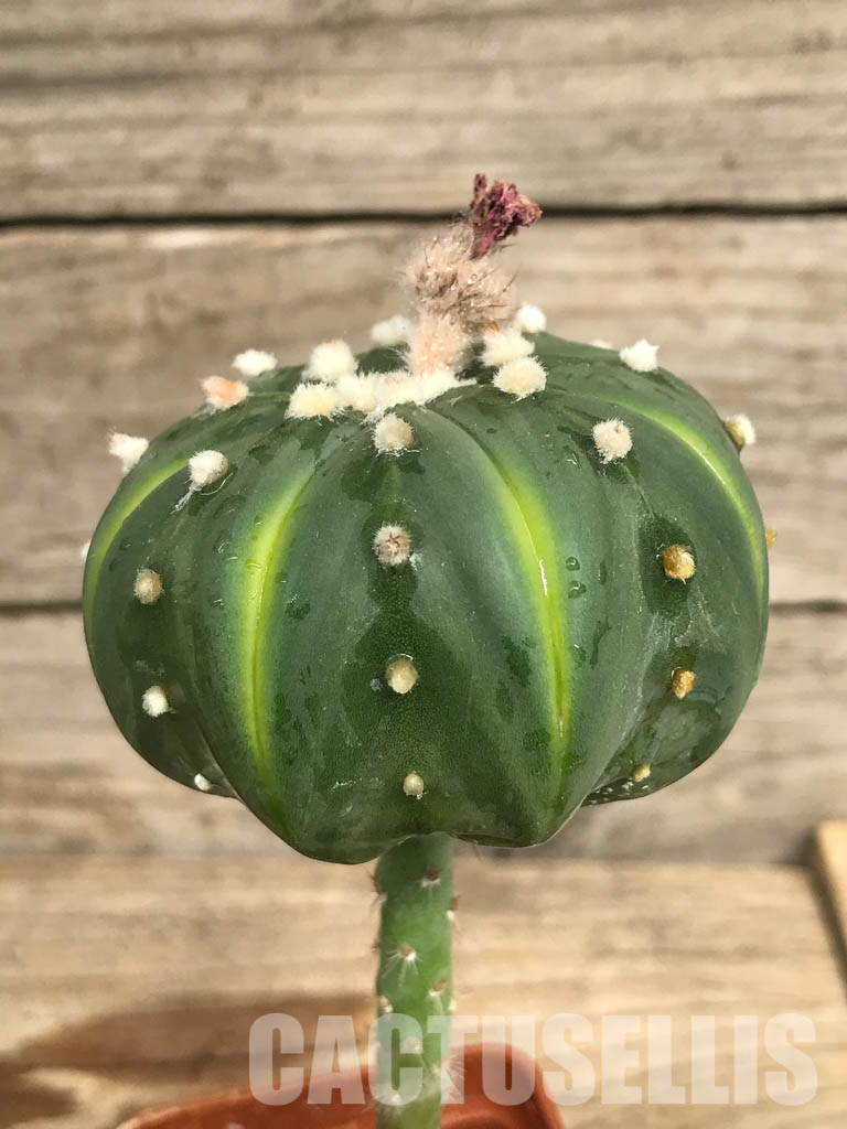 SHPR6682 Astrophytum Asterias "Akabana", red flowers - Image 3