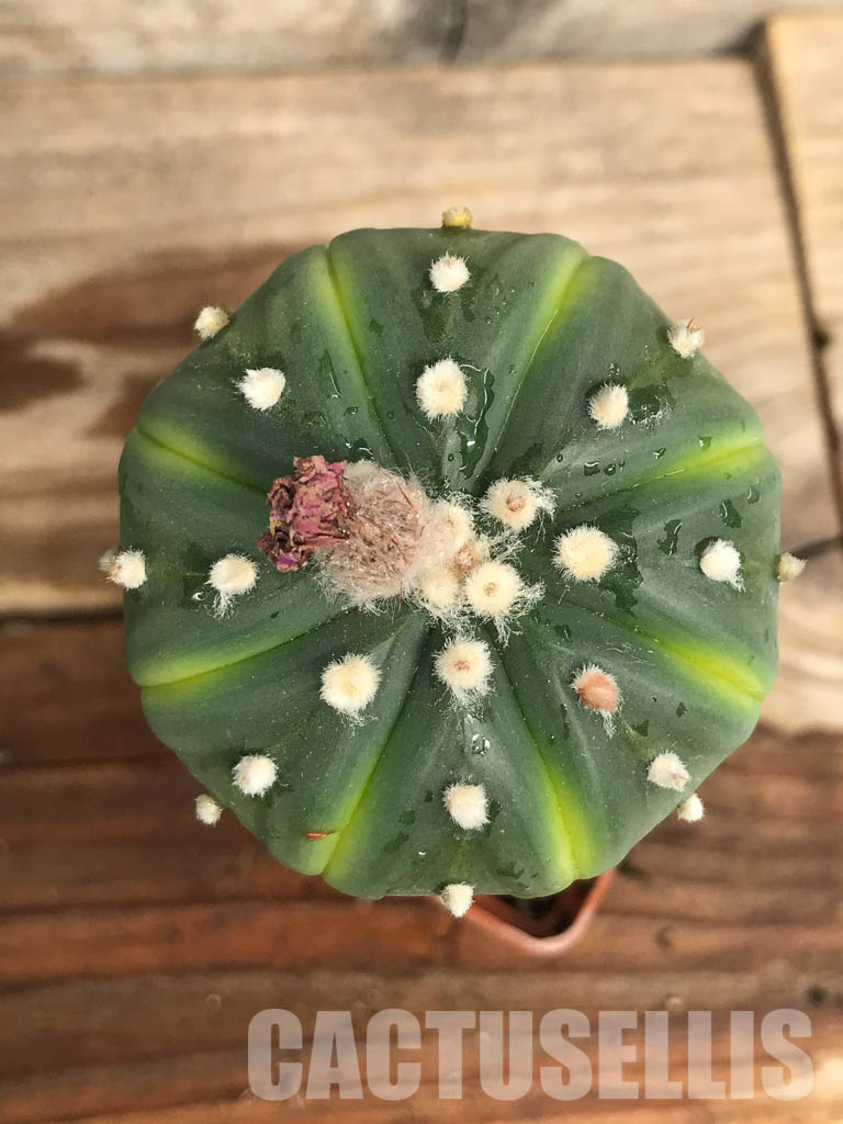 SHPR6682 Astrophytum Asterias "Akabana", red flowers - Image 4