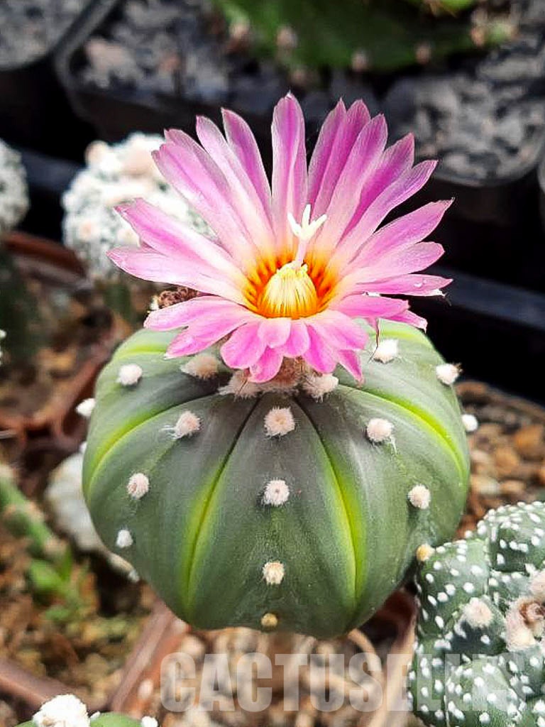 SHPR6682 Astrophytum Asterias "Akabana", red flowers