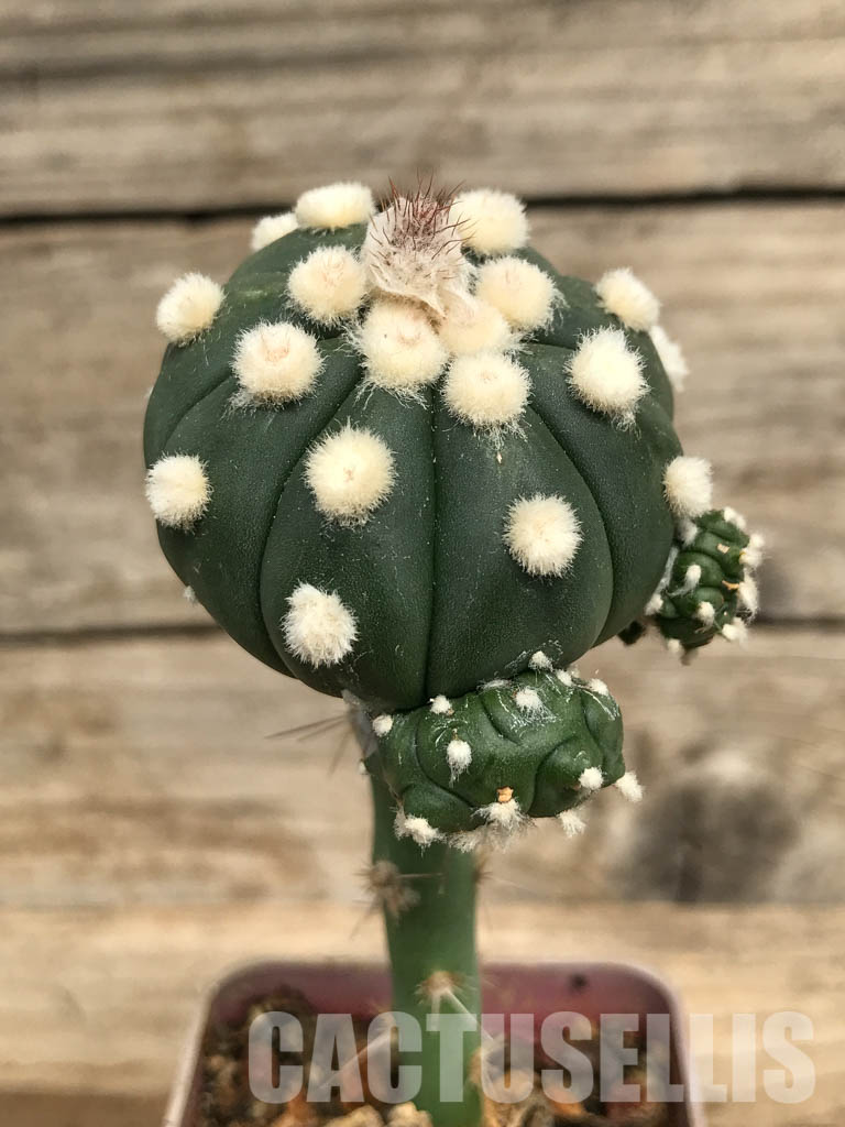 SHPR6684 Astrophytum Asterias cv. Ooibo v. Nudum - Image 2