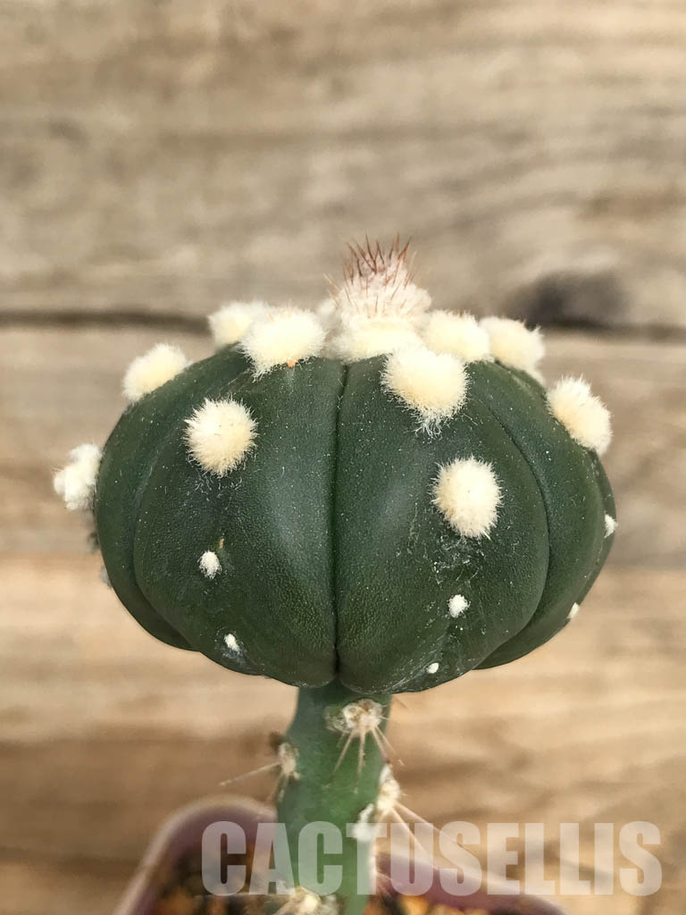SHPR6684 Astrophytum Asterias cv. Ooibo v. Nudum - Image 3