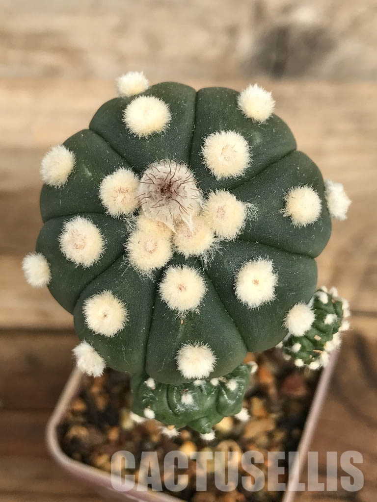 SHPR6684 Astrophytum Asterias cv. Ooibo v. Nudum