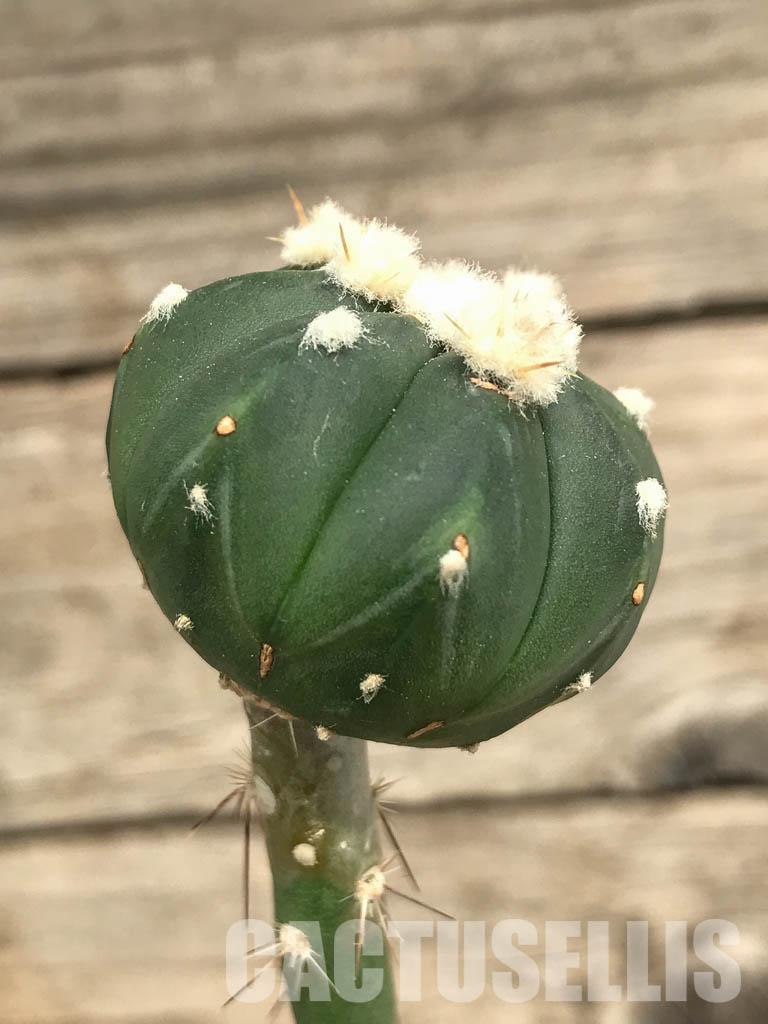 SHPR6685 Astrophytum Asterias Ooibo x Astrophytum Asterias x Senile - Imagen 2