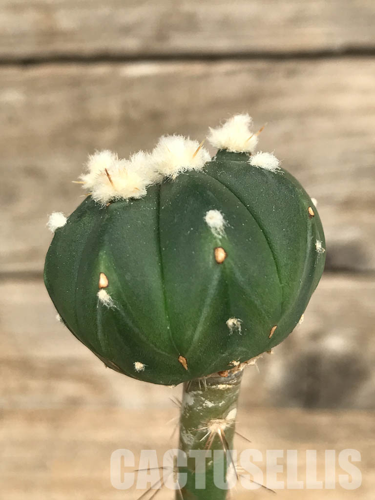 SHPR6685 Astrophytum Asterias Ooibo x Astrophytum Asterias x Senile - Imagen 3