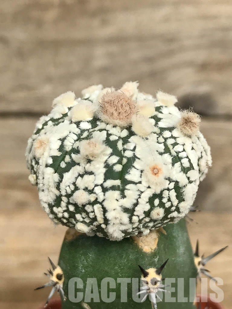 SHPR6686 Astrophytum Asterias "SK" - Image 2