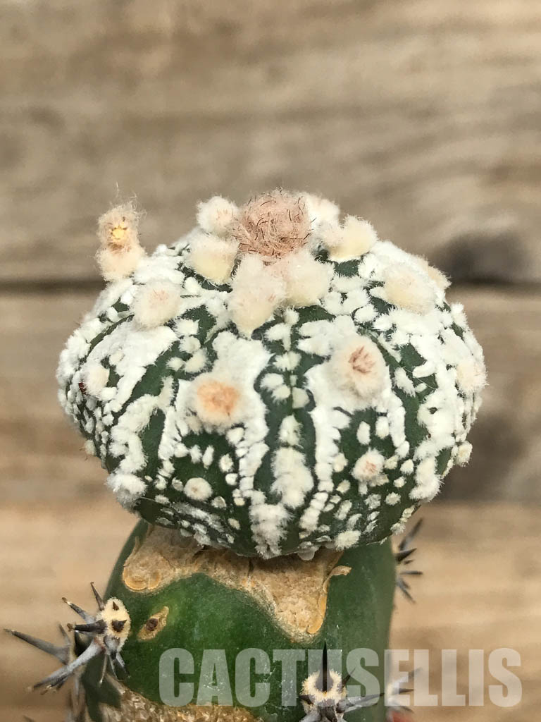 SHPR6686 Astrophytum Asterias "SK" - Image 3