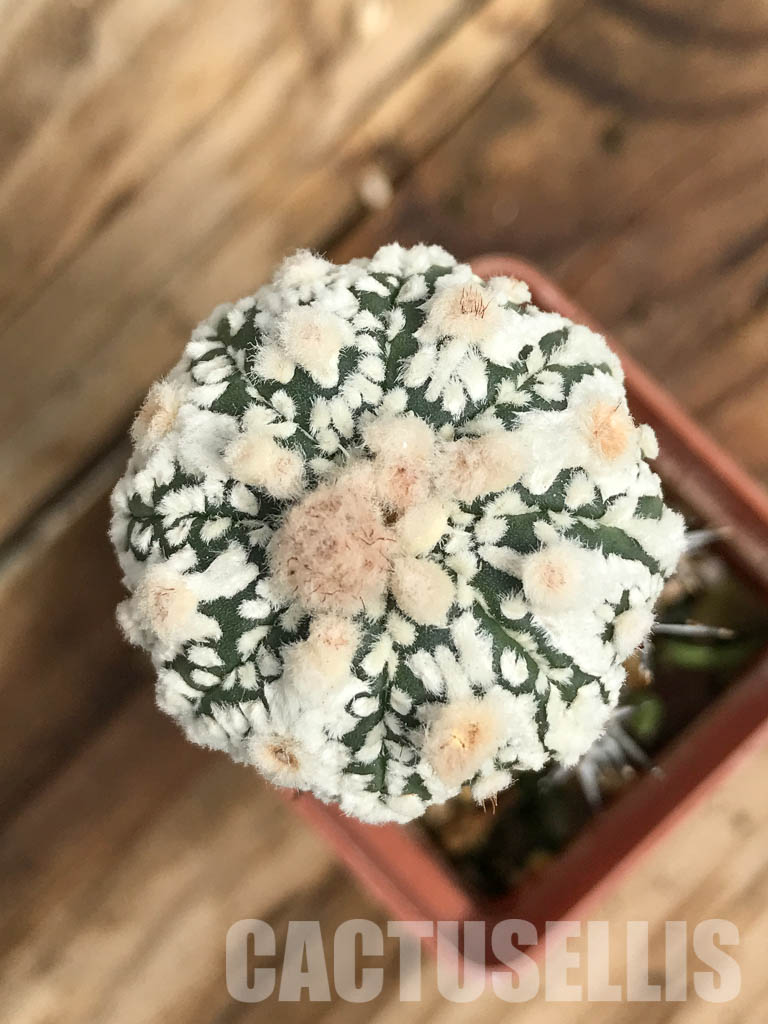 SHPR6686 Astrophytum Asterias "SK"