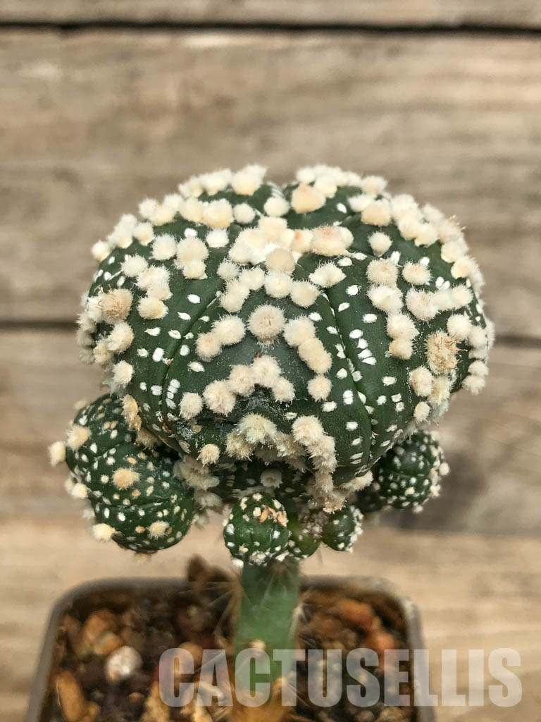 SHPR6687 Astrophytum asterias cv. Hanazono - Obrázek 2
